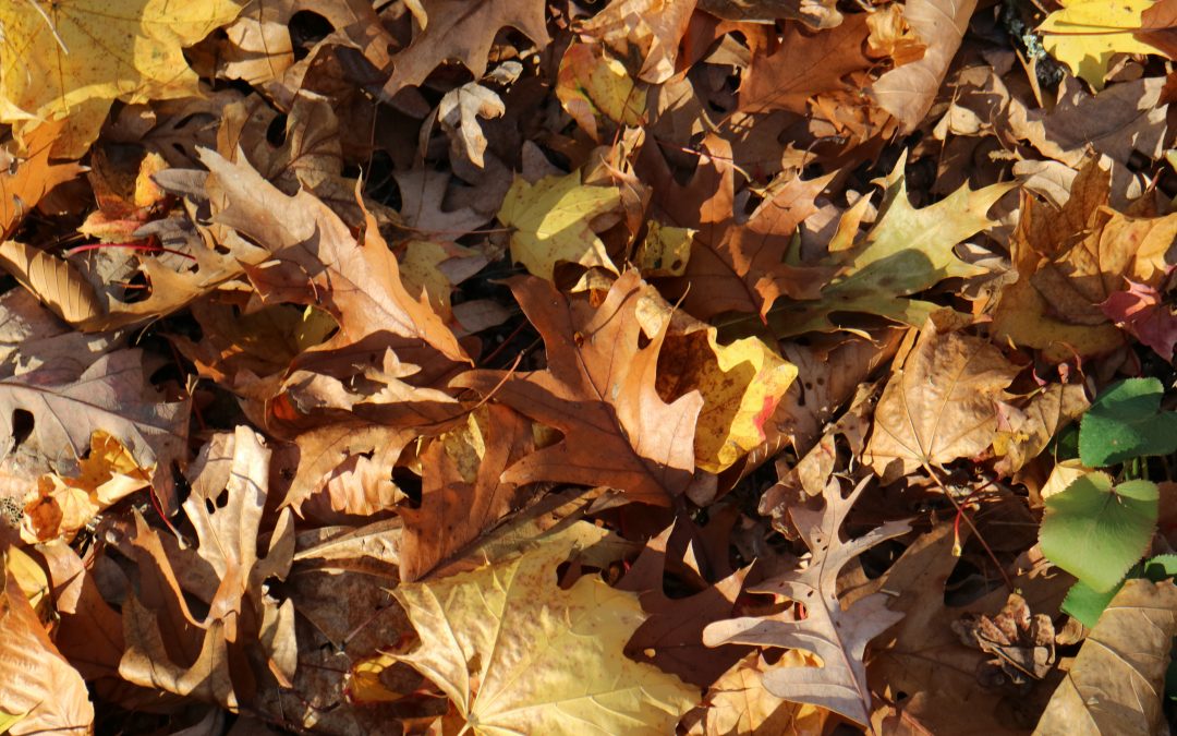 Fall Leaves on the Ground