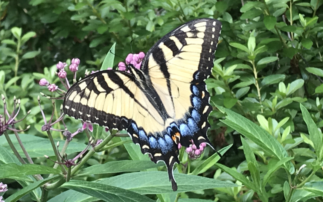 Pollinator on a Native Plant