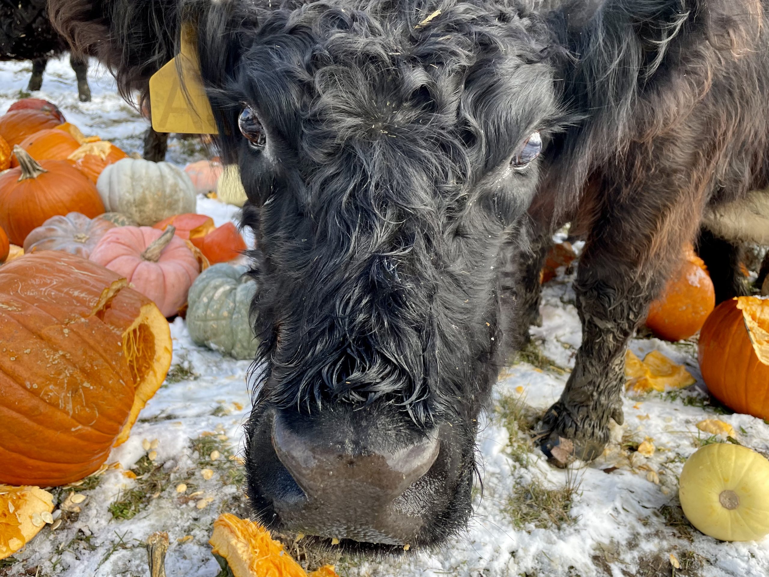 Cow Enjoying Pumpkins on Farm in Massachusetts